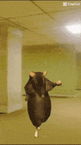 go ratboy go!