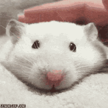 this is the king rat. You fight him