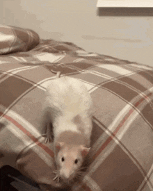 this rat will KILL you